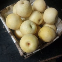 黄金梨250~300g纸袋