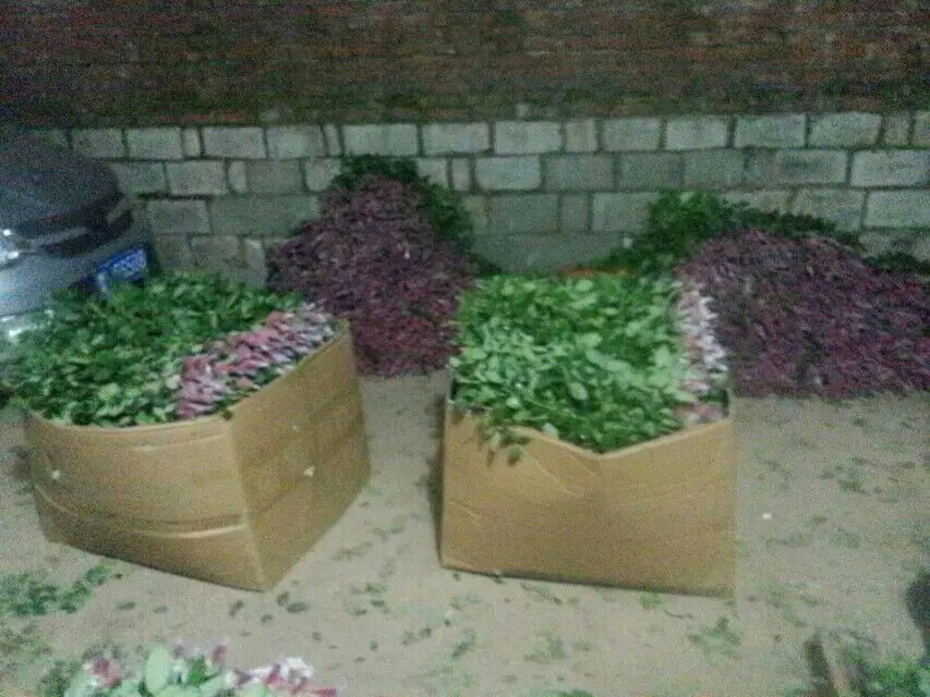 百合花插在花瓶中，背景为温馨家居