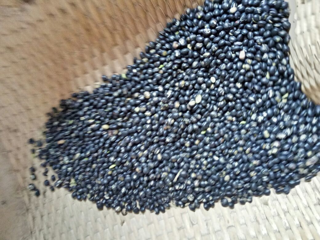 大型联合收割机正在收割成熟的黑豆田,豆荚呈黑色,植株枯黄,收割机后留下整齐的秸秆残茬,粮仓中已收集大量黑色豆粒,体现规模化、机械化生产水平 黑豆机械化联合收获作业场景