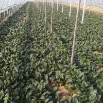 大叶菠菜15~20厘米