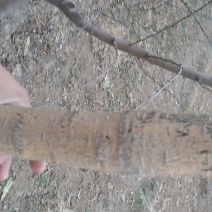 国槐6~8cm4~6cm3米以上