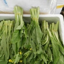 白菜苔20~30厘米