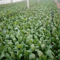 越冬菠菜25~30厘米