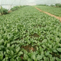 大叶菠菜20~25厘米