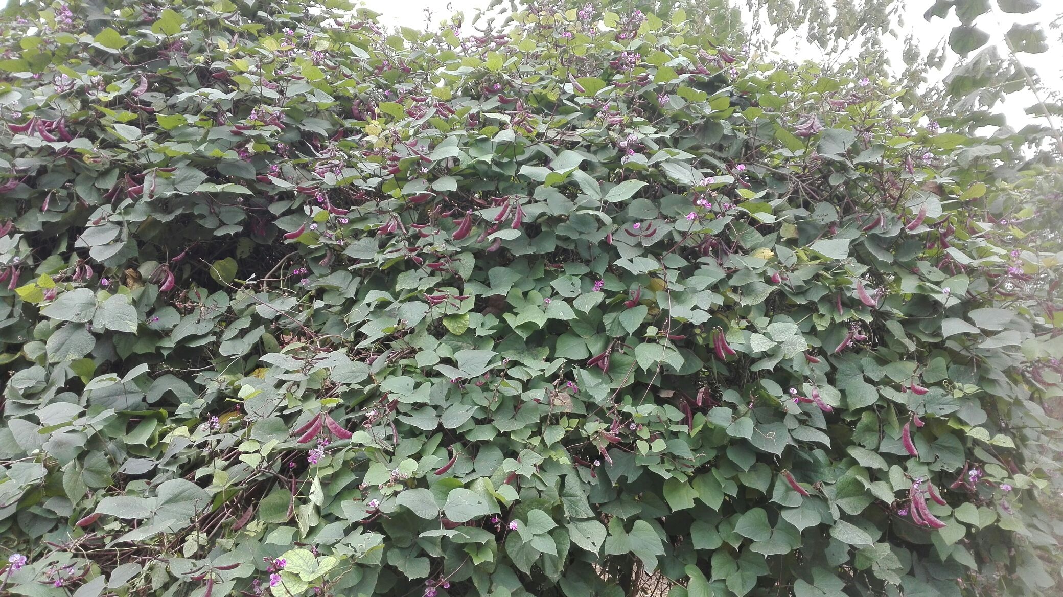 扁豆植株与豆荚特写