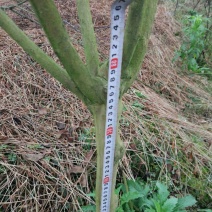 百日红4~6cm1.5~2米1米以下