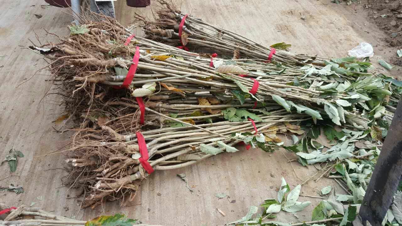 锥栗幼苗定植现场,技术人员正在指导定植间距与深度 锥栗幼苗定植现场