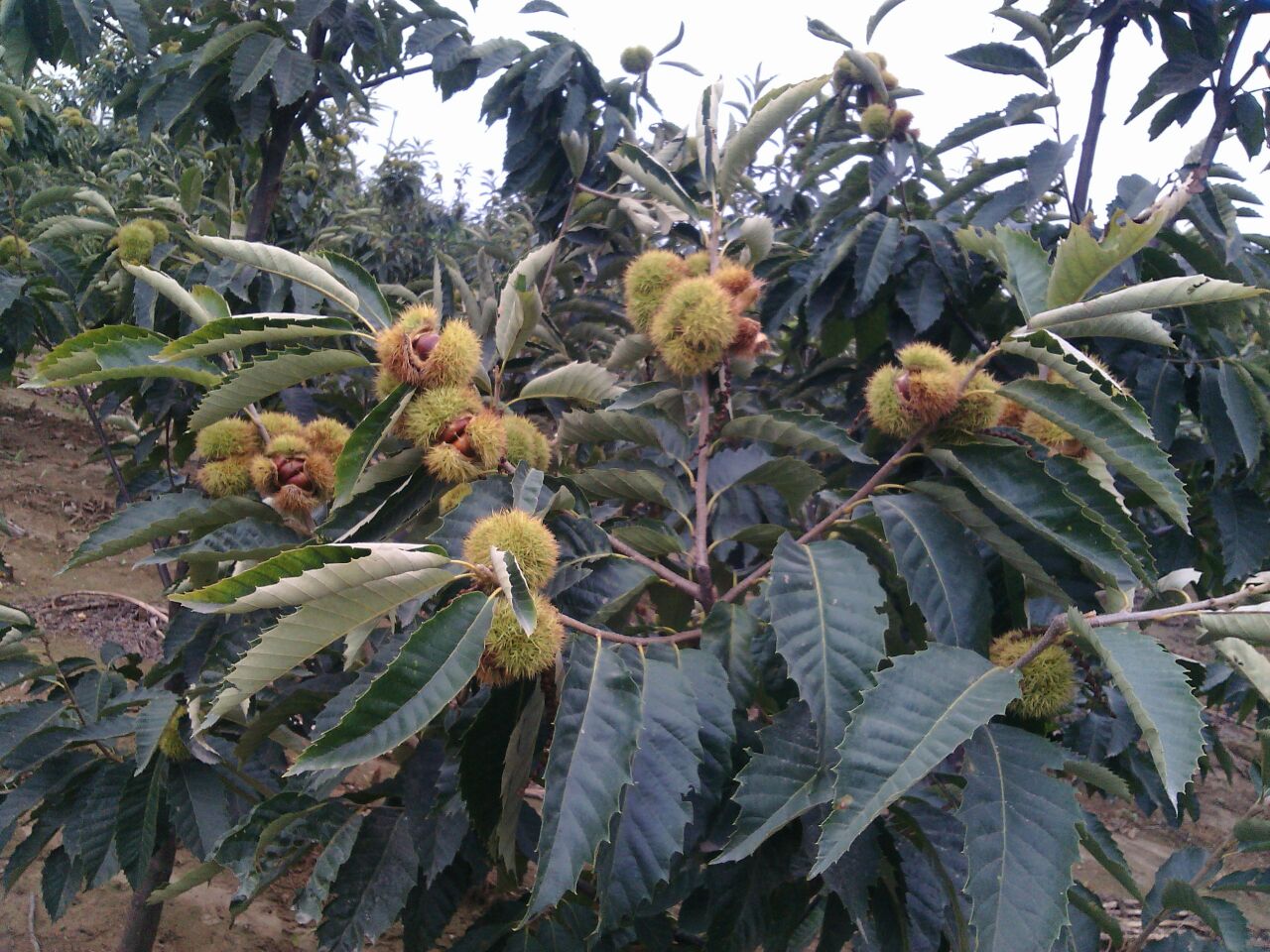 陕州区店子乡栗子坪村栗子林航拍图