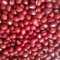 红小豆散装