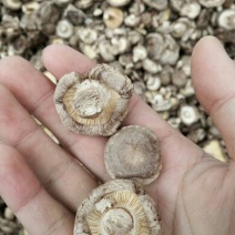 干香菇2~2.5cm