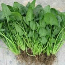 越冬菠菜15~20厘米