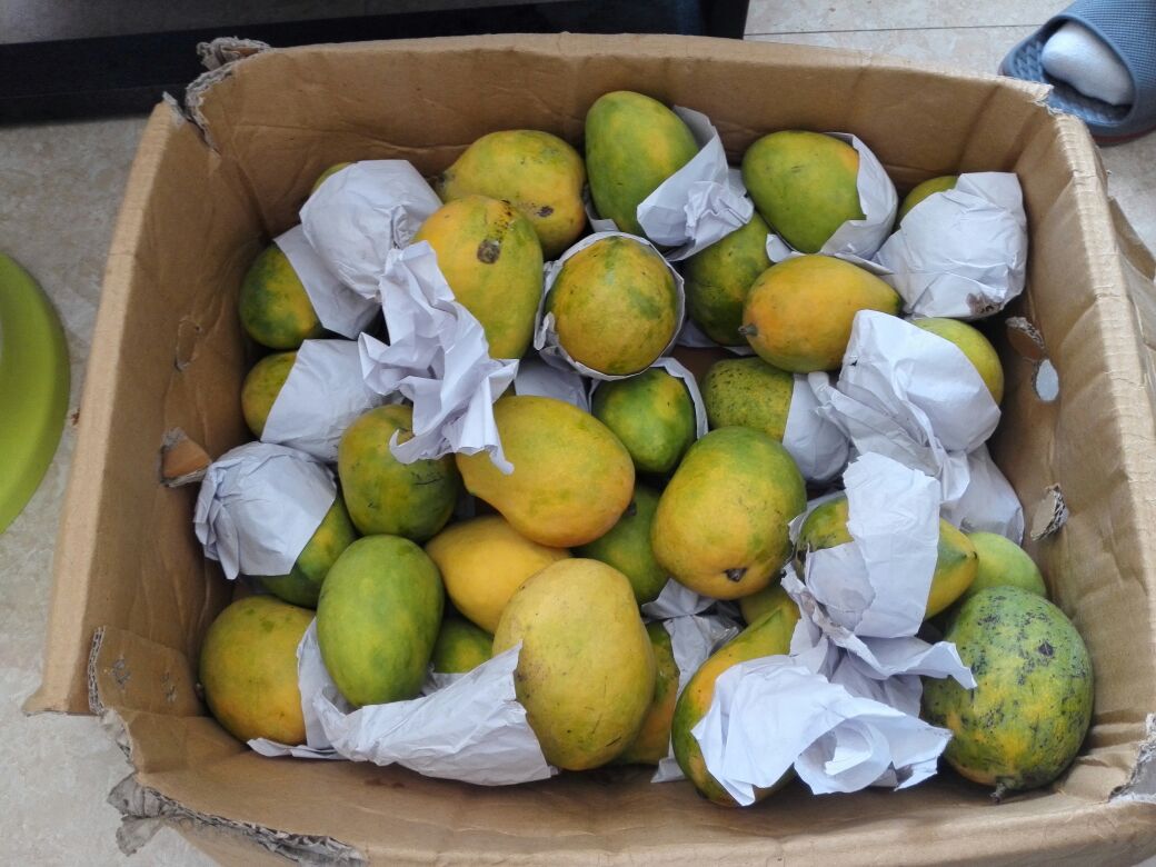 西昌大青芒分拣包装车间实景