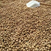 山核桃去皮干