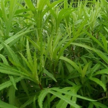 芦篙