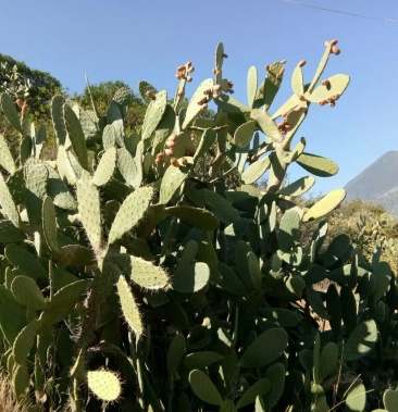 纯野生仙人掌仙巴掌霸王树火焰火掌