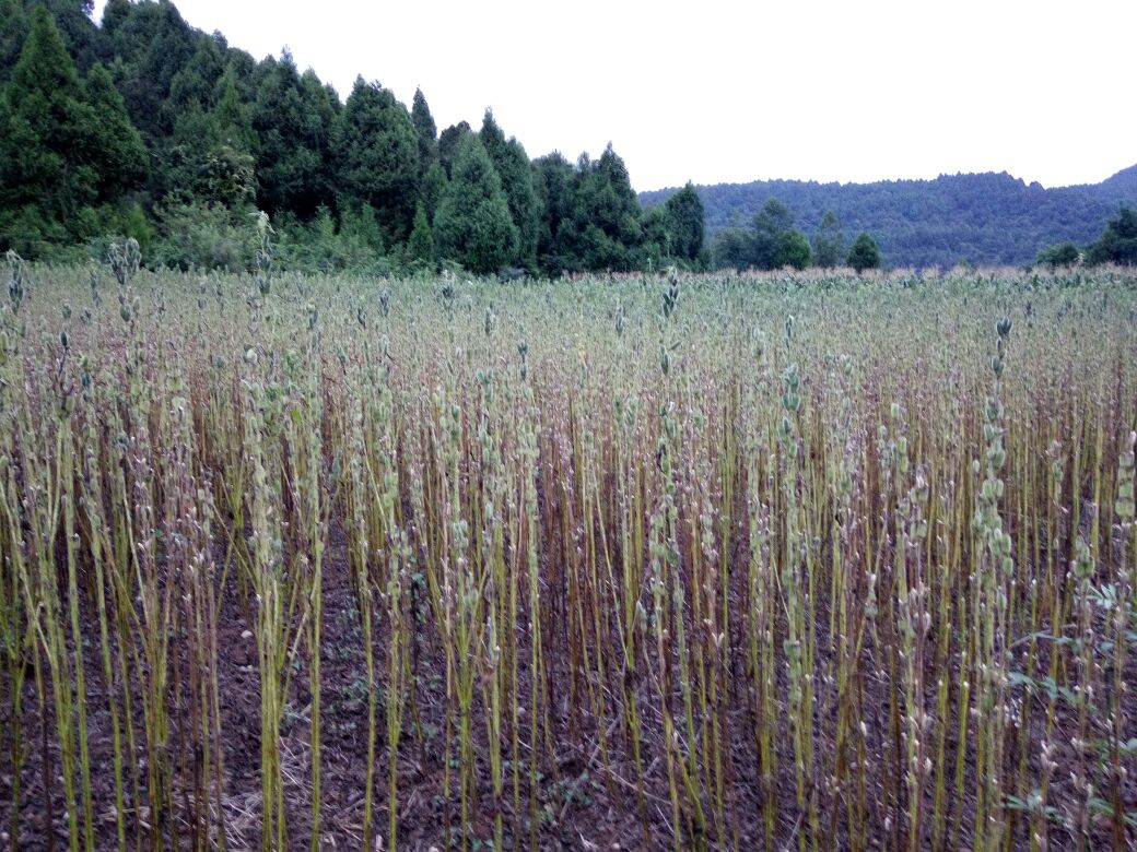 无人机航拍视角下的江西崇义县梯田式黑脂麻种植基地,绿色植株整齐排列,正值开花期,部分花朵呈现淡紫色,田埂上有农民正在劳作。远处群山环绕,云雾缭绕,生态环境优良,体现原生态种植环境 江西崇义黑脂麻种植基地航拍图