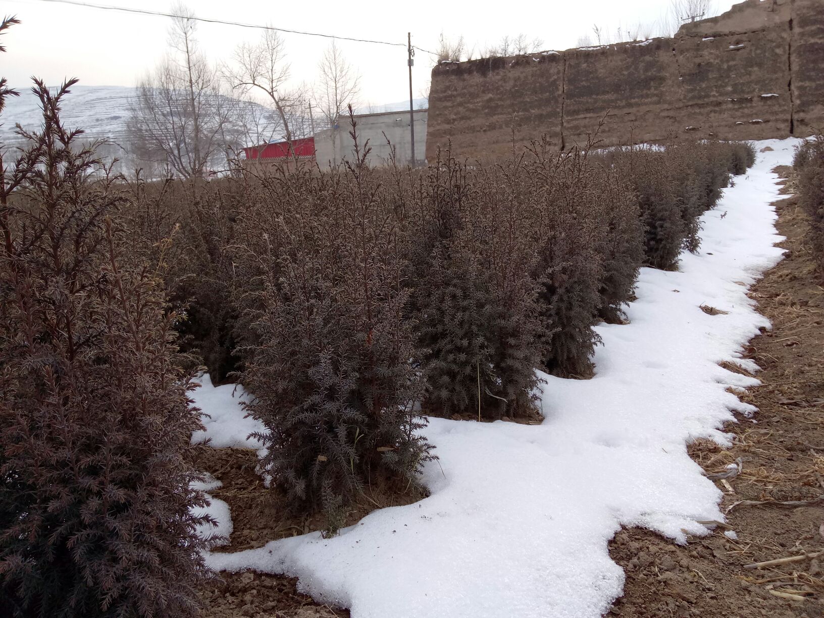 侧柏在冬季雪地中生长状态