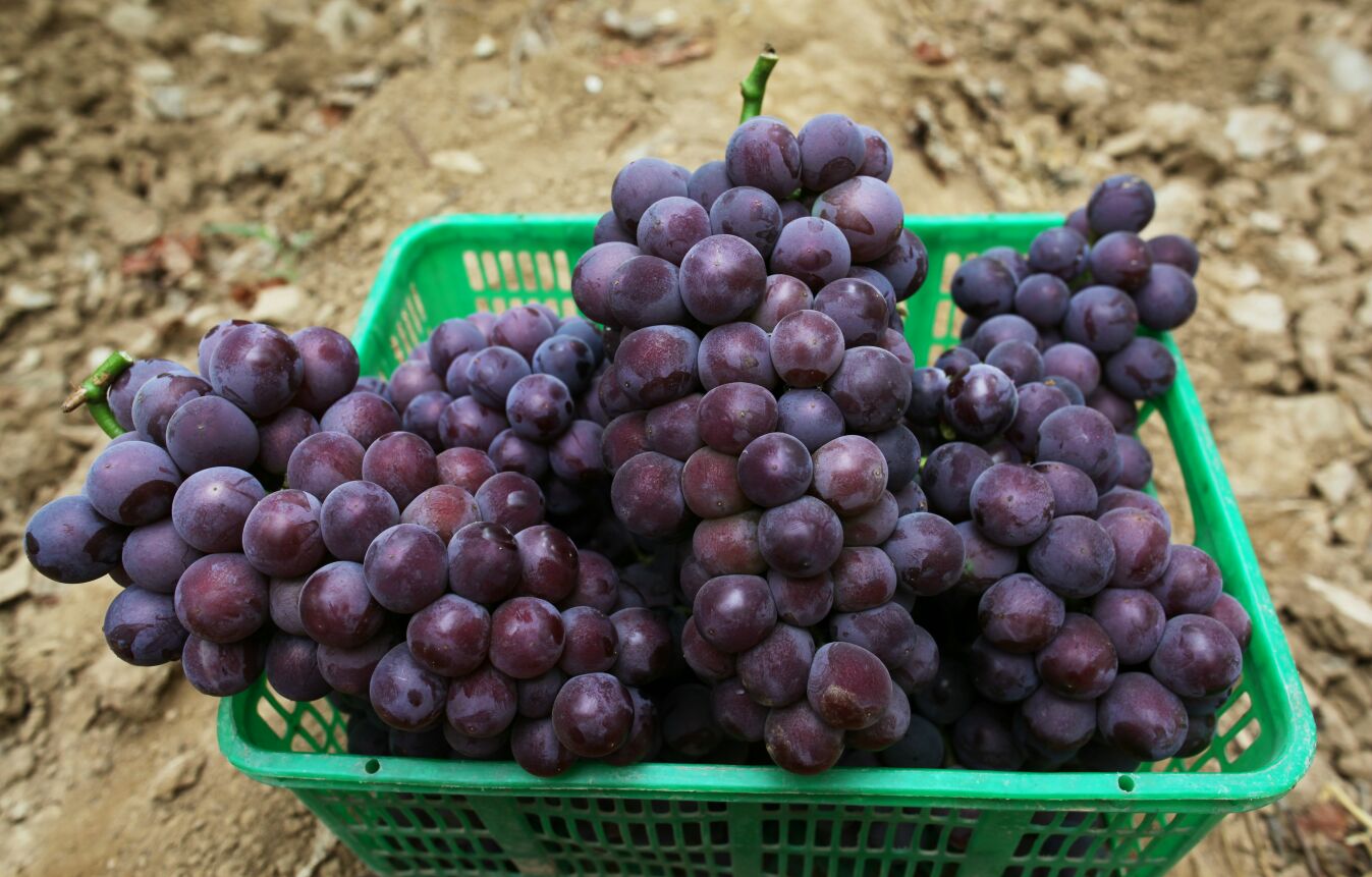 户太八号葡萄采摘现场