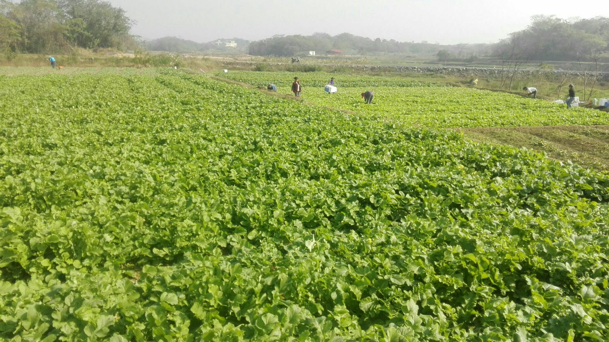 高含油量油菜田间种植场景