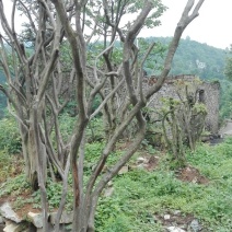 映山红5~10cm