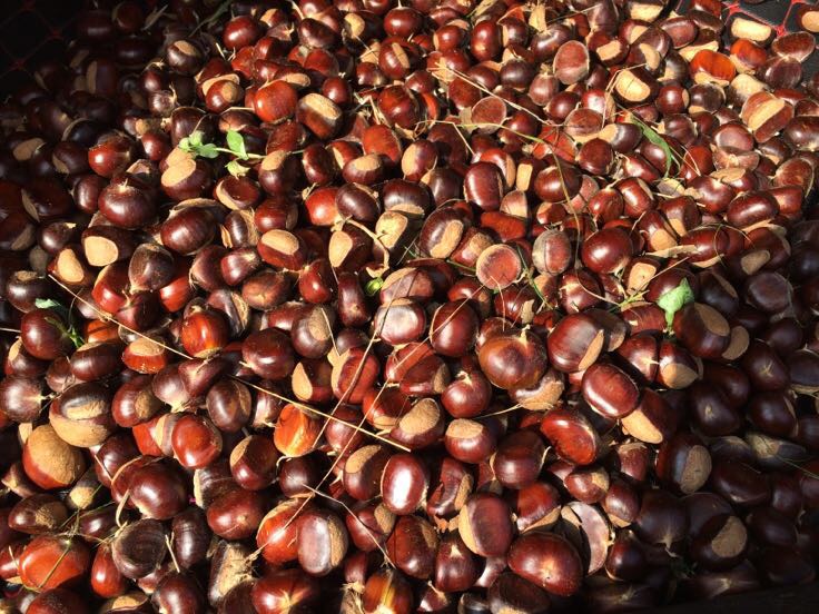 迁西县燕山山脉下的油栗林全景