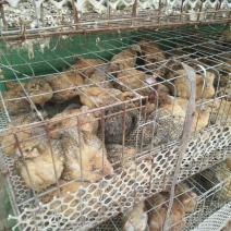 土鸡苗1斤以上