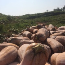 蜜本南瓜