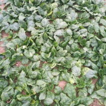 黑叶菠菜10~15厘米