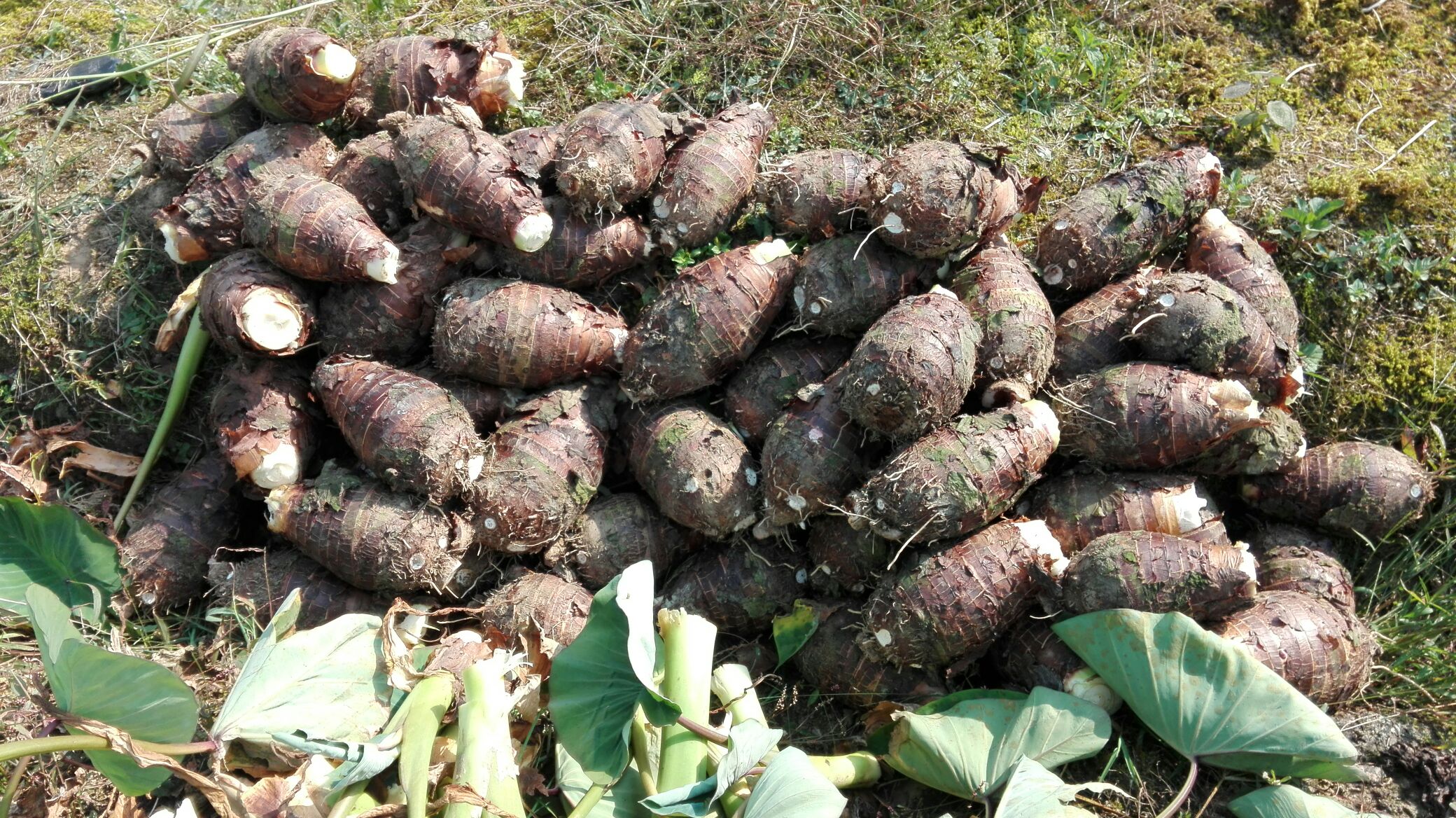 荔浦小芋仔整体外观特写