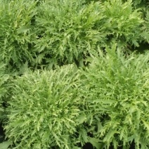 苦菊