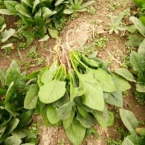 菠菜15~20厘米