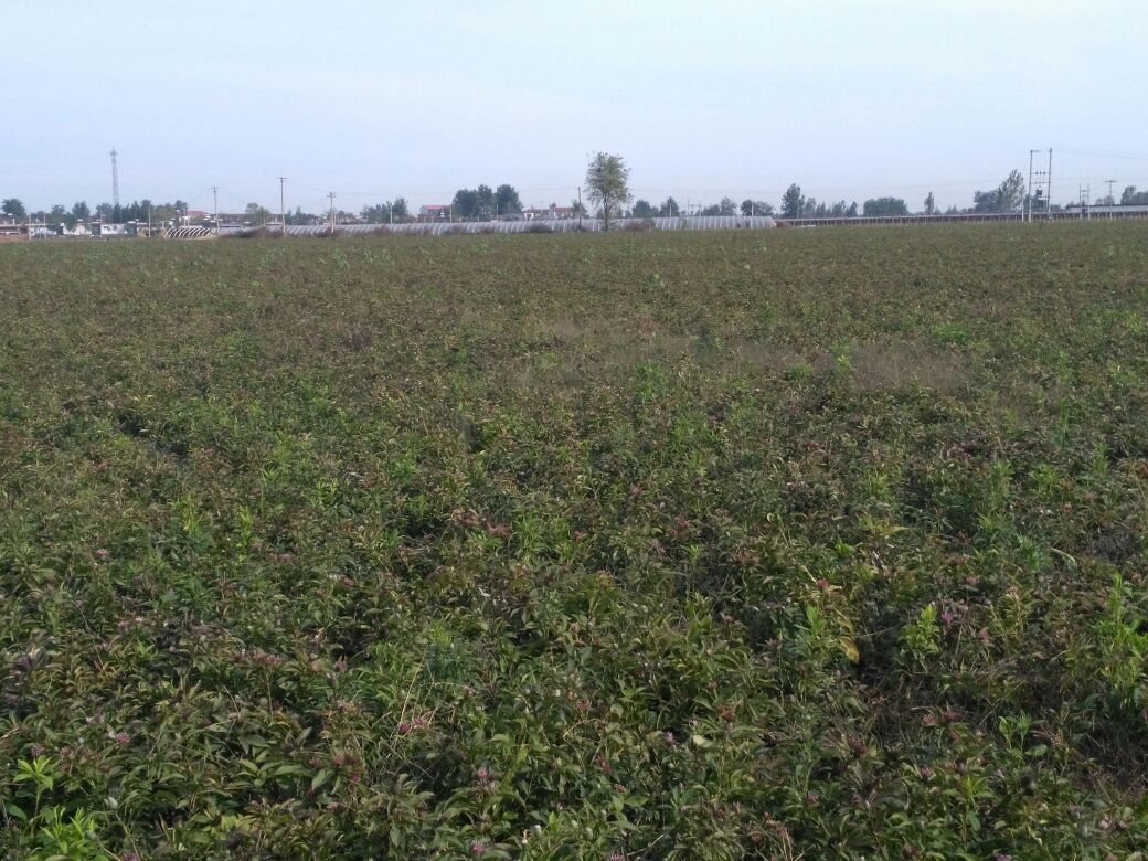 磐安白术GAP基地实景:展现标准化种植环境、典型地貌与生态条件,突出道地产区优势 浙江磐安白术规范化种植基地航拍图:连片梯田式种植,植株整齐,土壤呈深褐色,远处可见云雾缭绕的括苍山脉