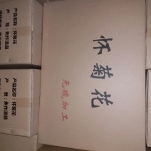 杭州白菊散装