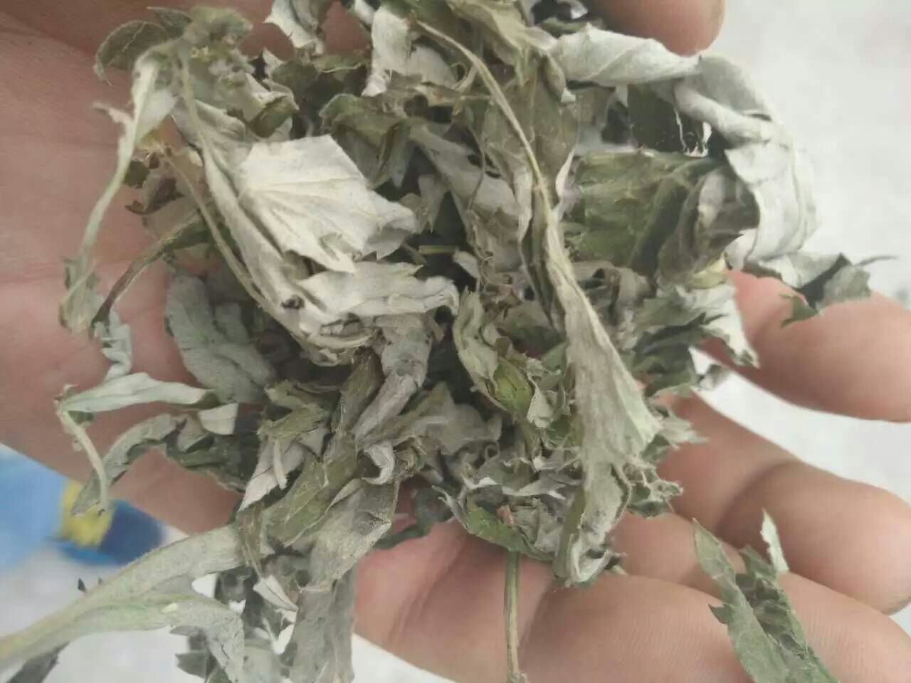 艾叶双焯水处理过程特写