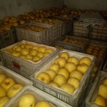 砀山梨250~300g光果