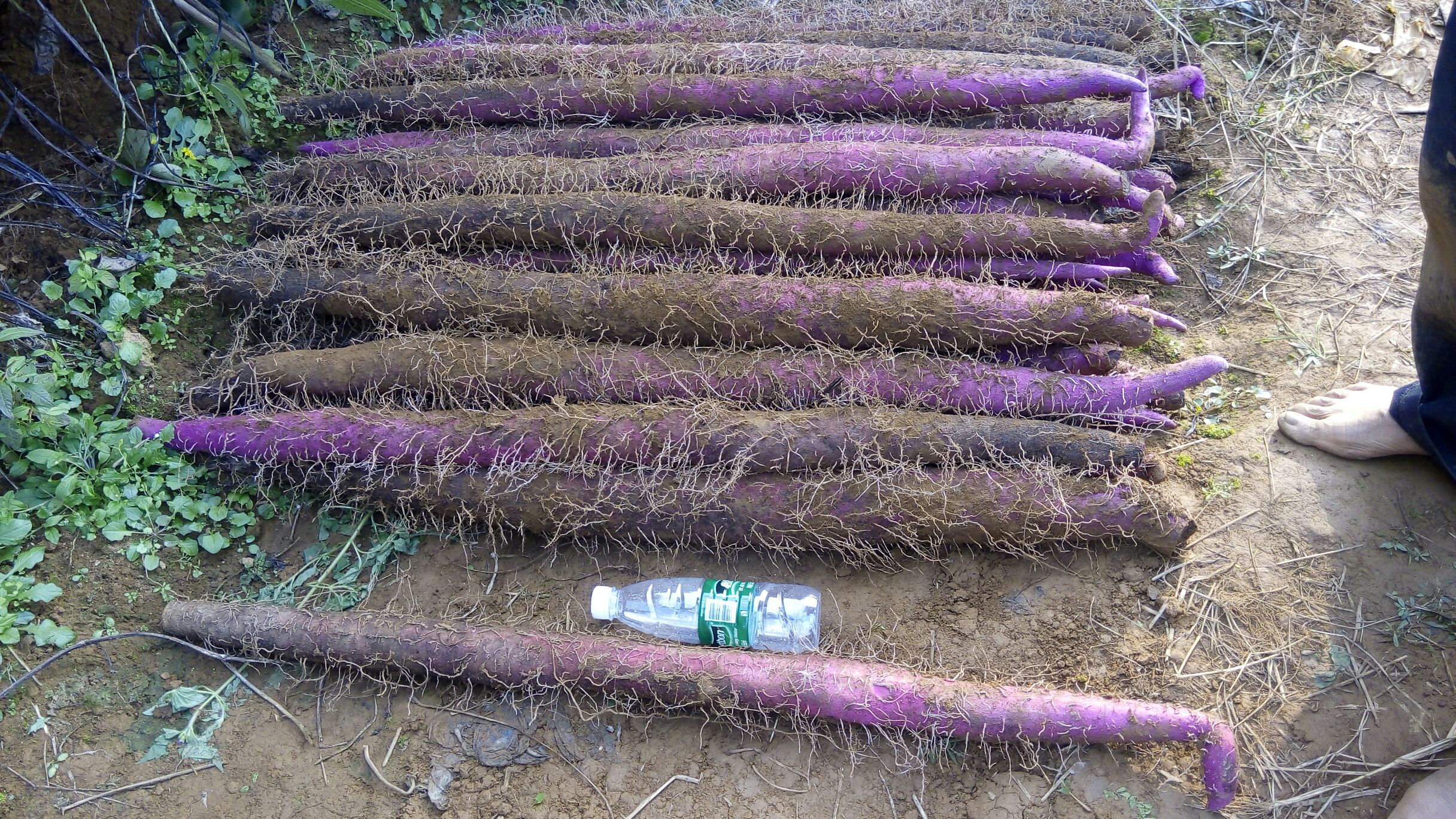 长山药采收与分级包装场景