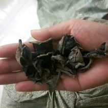 干木耳一级