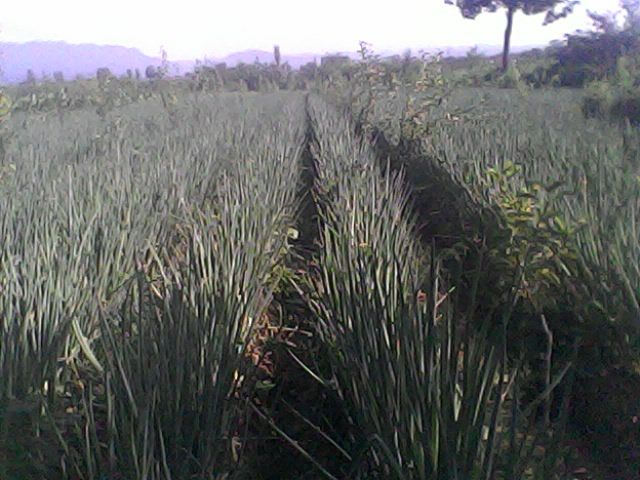 一片广阔的绿色田野中,整齐排列的章丘大葱在阳光下挺拔生长,葱叶翠绿修长,随风轻摆,远处有农民正在田间劳作,背景是典型的山东乡村风光 章丘大葱田间生长实景