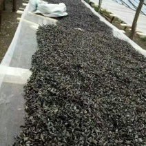秋耳特级
