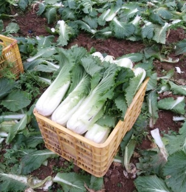 [白菜批发]日本绍菜价格0.60元/斤 - 一亩田