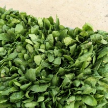 小叶菠菜20~25厘米