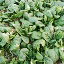 秋菠菜10~15厘米