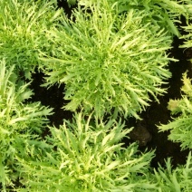苦菊15~20cm