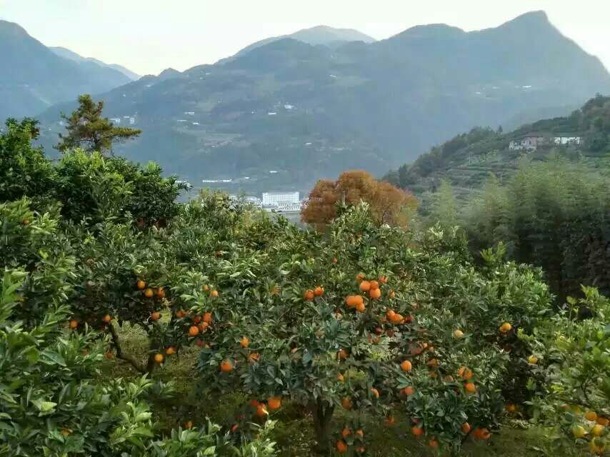 秭归与赣南地理位置对比图