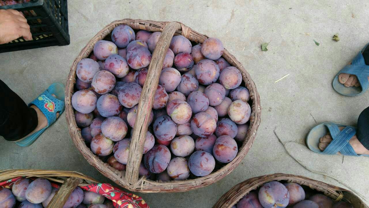 黑布林李子清洗过程