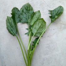 大叶菠菜10~15厘米