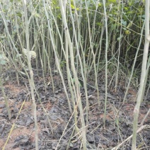 麻核桃苗50~100cm一年苗