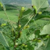 茧蛹