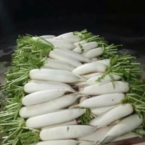 白萝卜1.5~2斤起