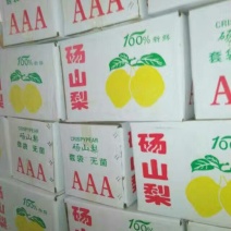 砀山梨250~300g光果